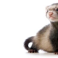 Your Pet Ferret