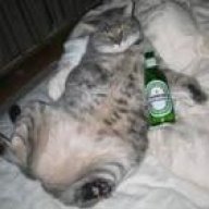 drunkenkitten