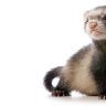 Your Pet Ferret