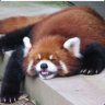 RedPandaLord