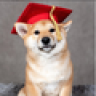 Shiba Boi