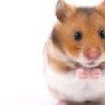 HamsterCute